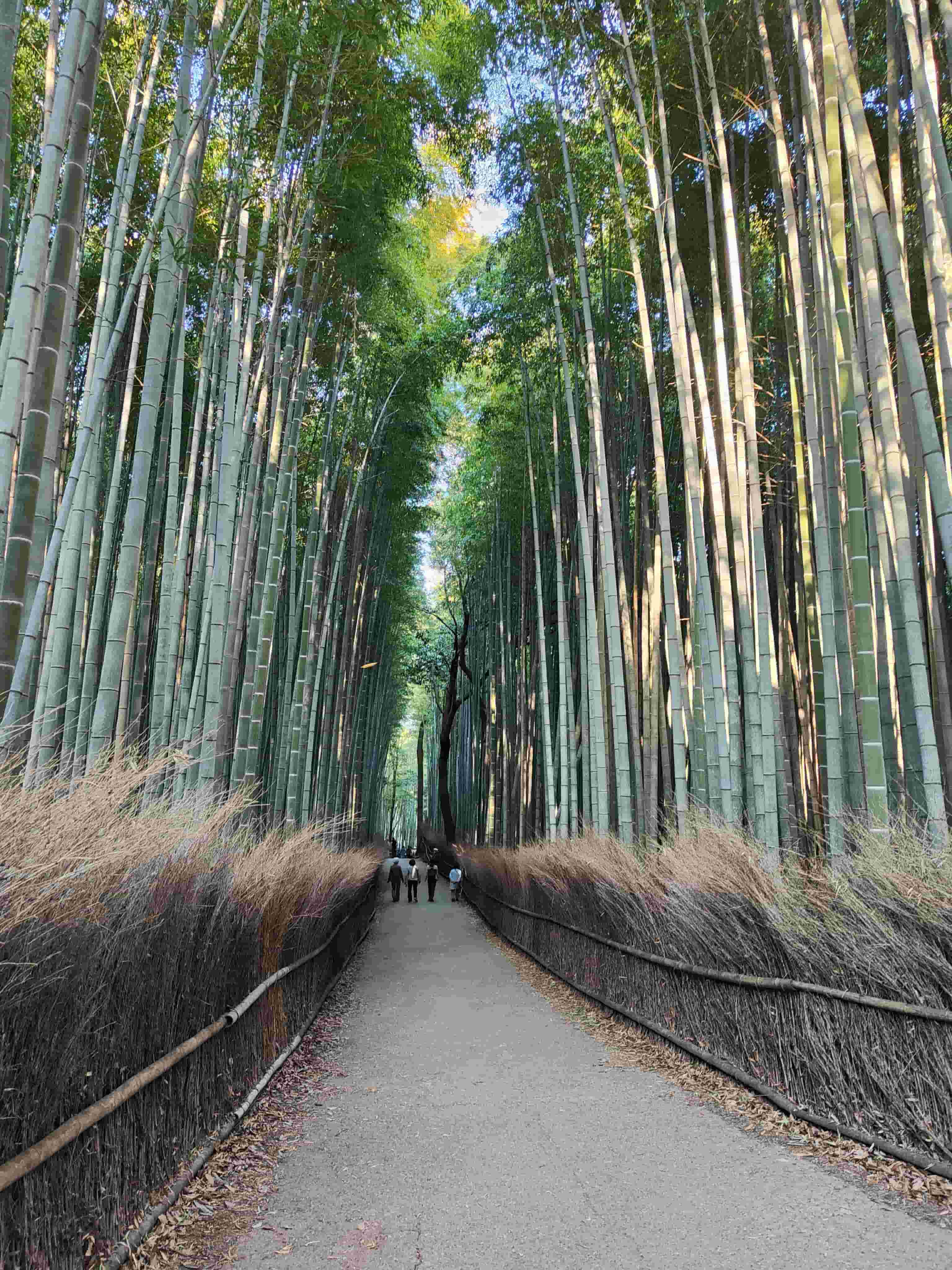 Allée traversant la bambouseraie d’Arashiyama à Kyoto, photographiée par Kazu en 2022.