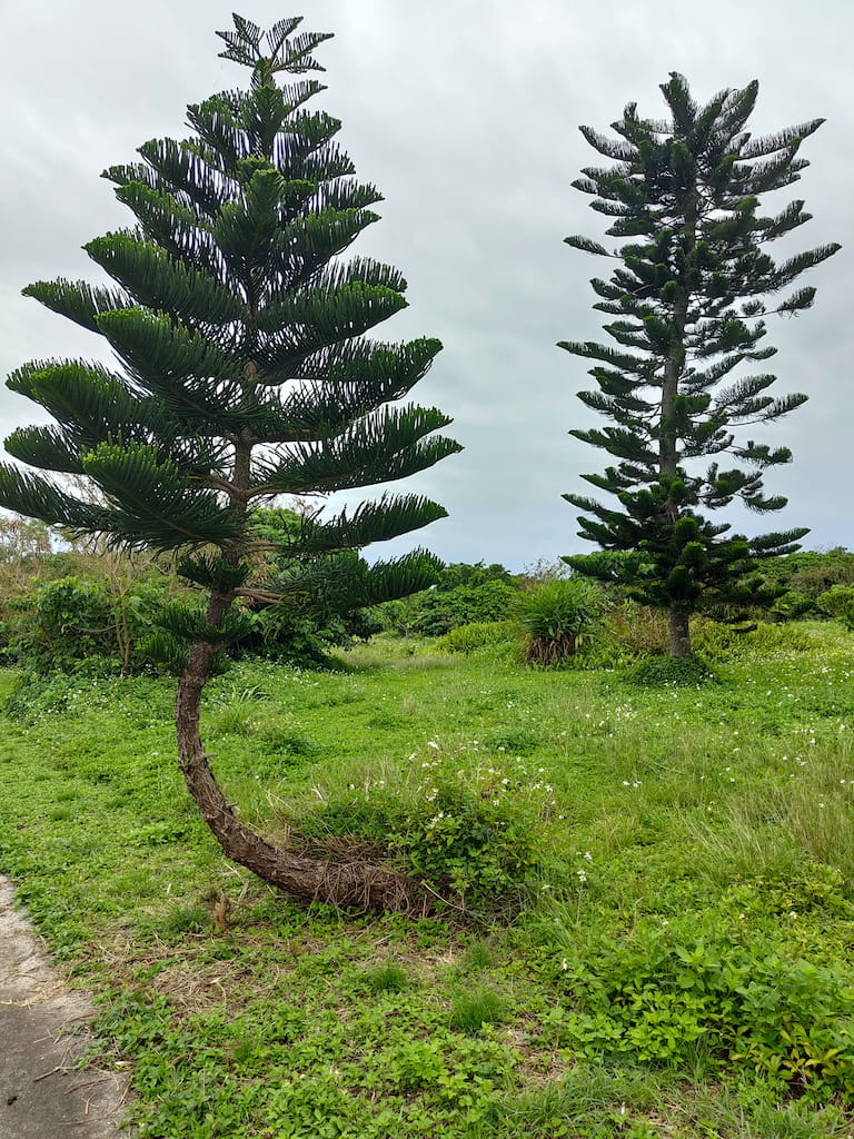 Deux grands arbres dans une végétation tropicale sur l’île d’Ishigaki, au Japon, photographiés par Kazu en 2022.