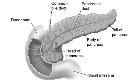 Diagram illustrating the anatomy of the pancreas, duodenum, and related ducts.

