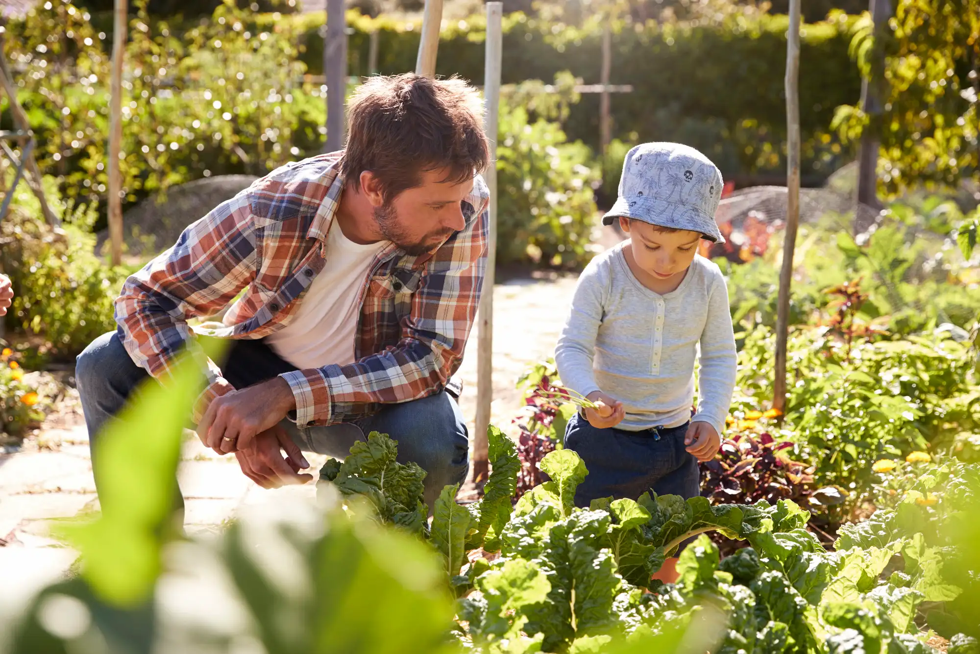 A man and a small child working together in a sunny garden or community plot.