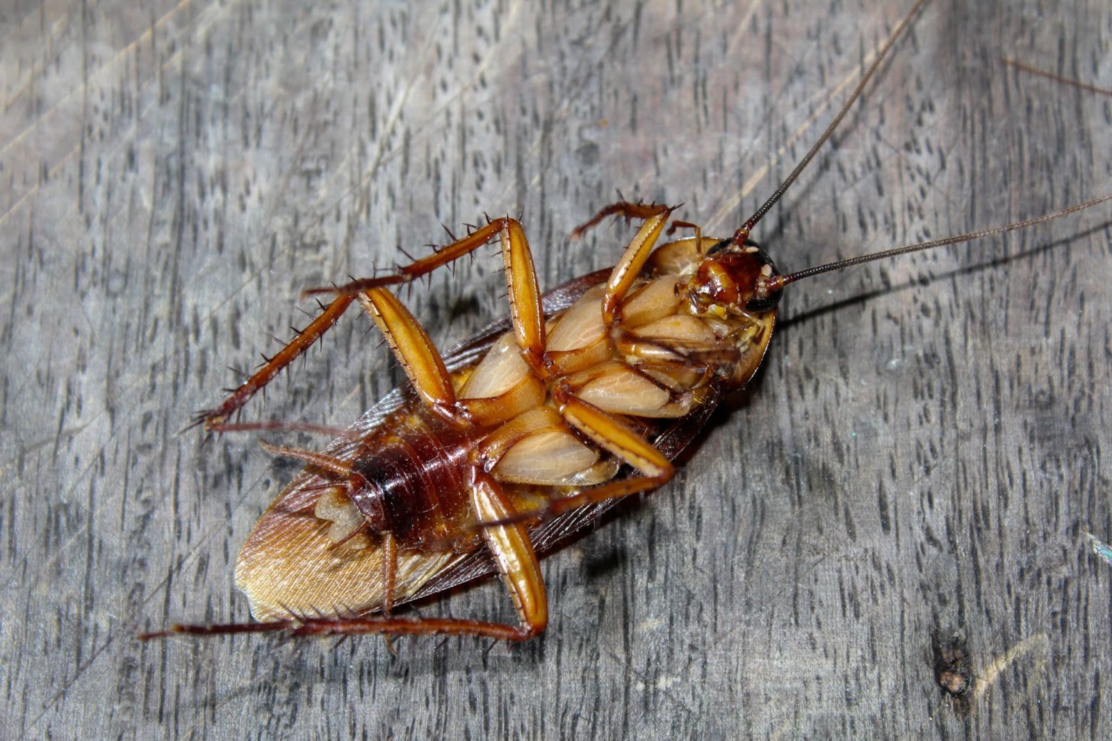 Roach lies dead on wooden floor