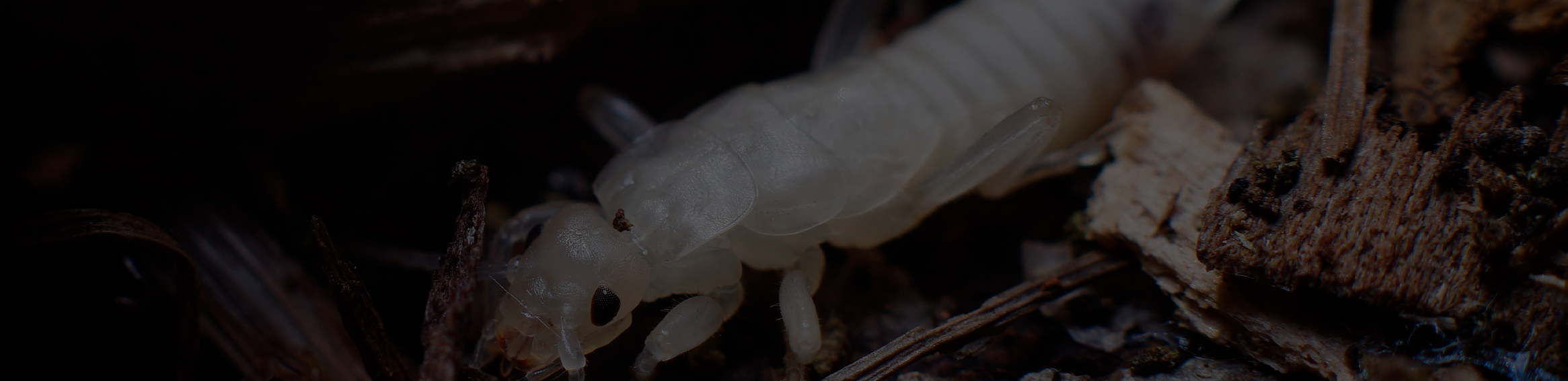 How to Get Rid of Household Pests in Texas | uSource