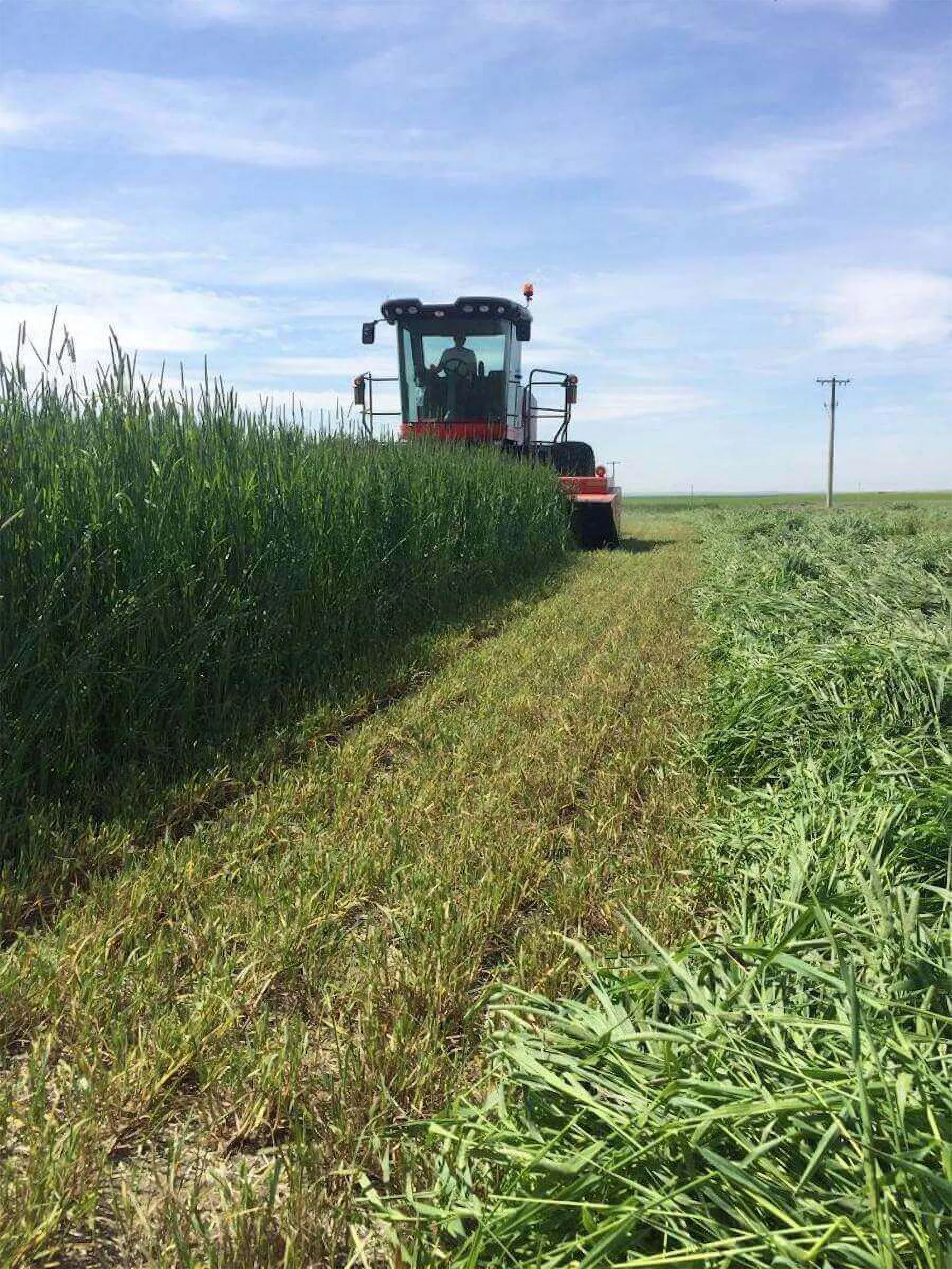 A combine harvesting hay