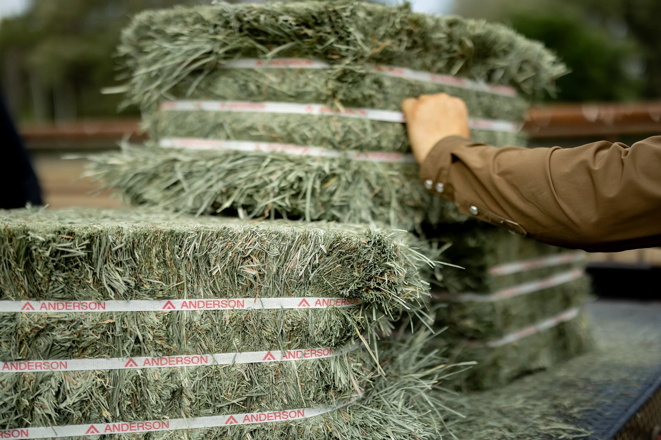 A man stacking compressed bales of Anderson Hay in a truck bed