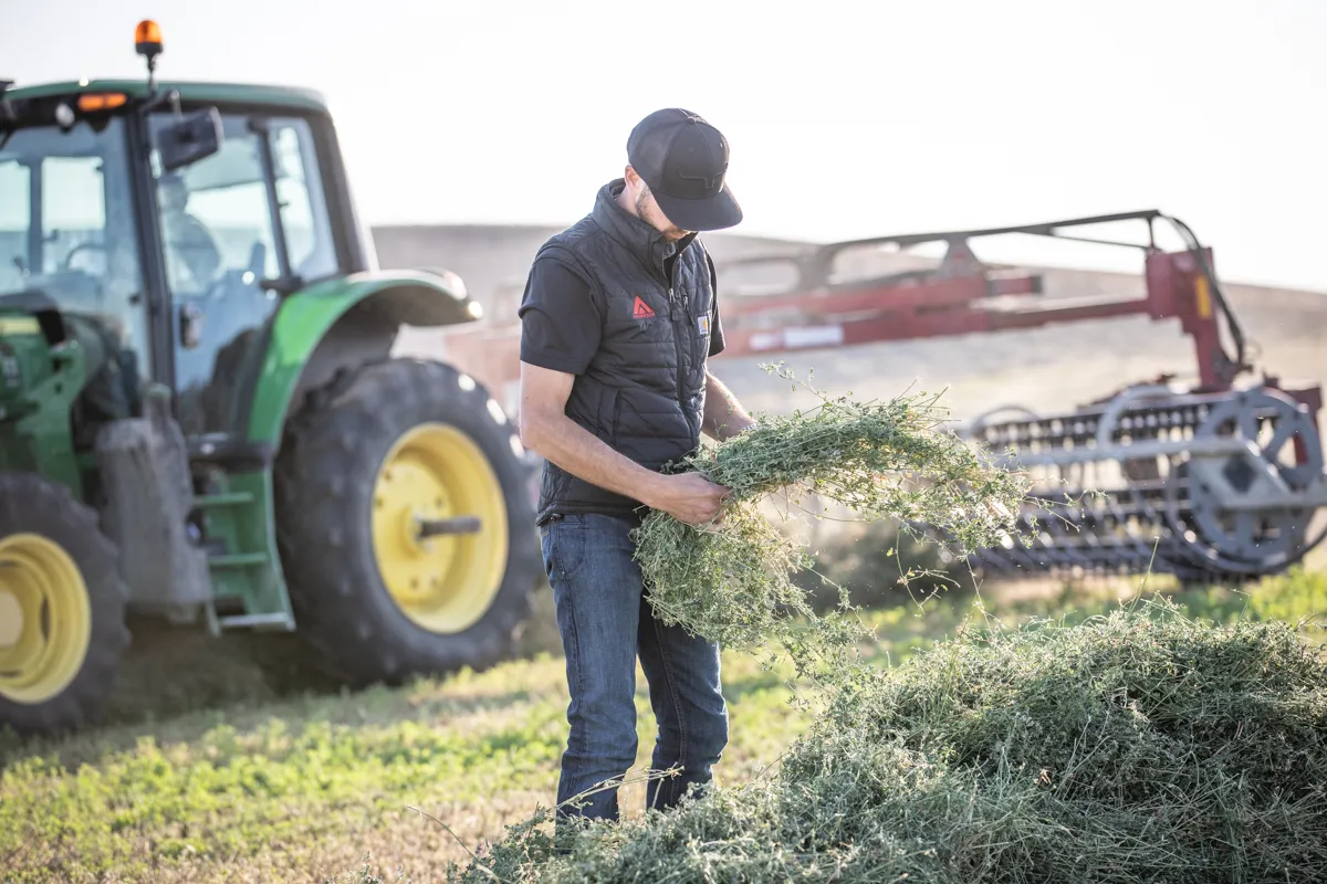 A man inspecting freshly cut hay
