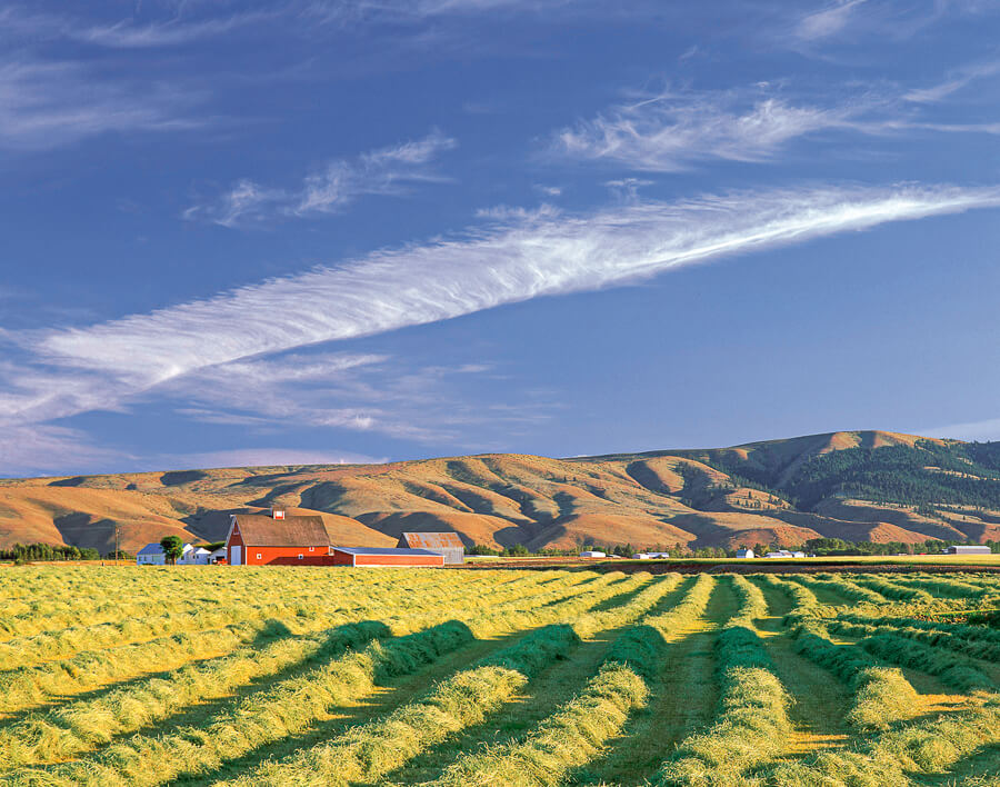 A field of Timothy Hay with a barn in the distance