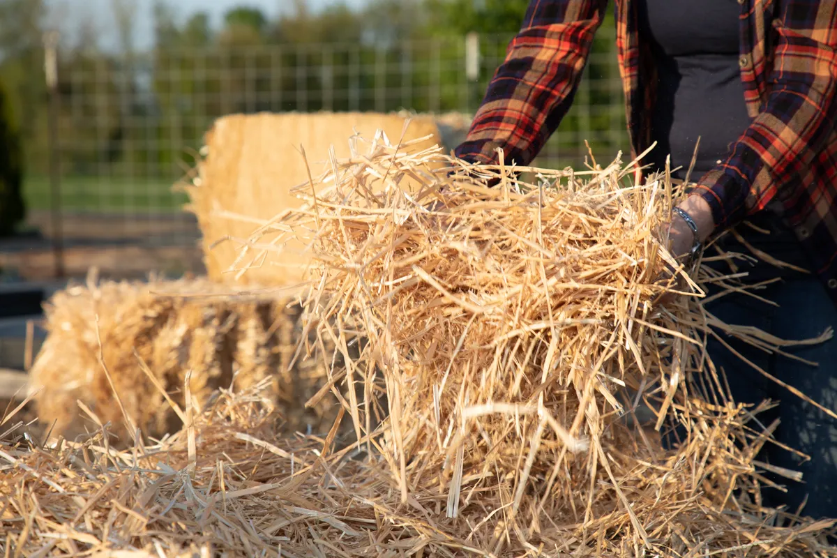 Person wearing a plaid shirt handling loose straw with hay bales in the background outdoors.