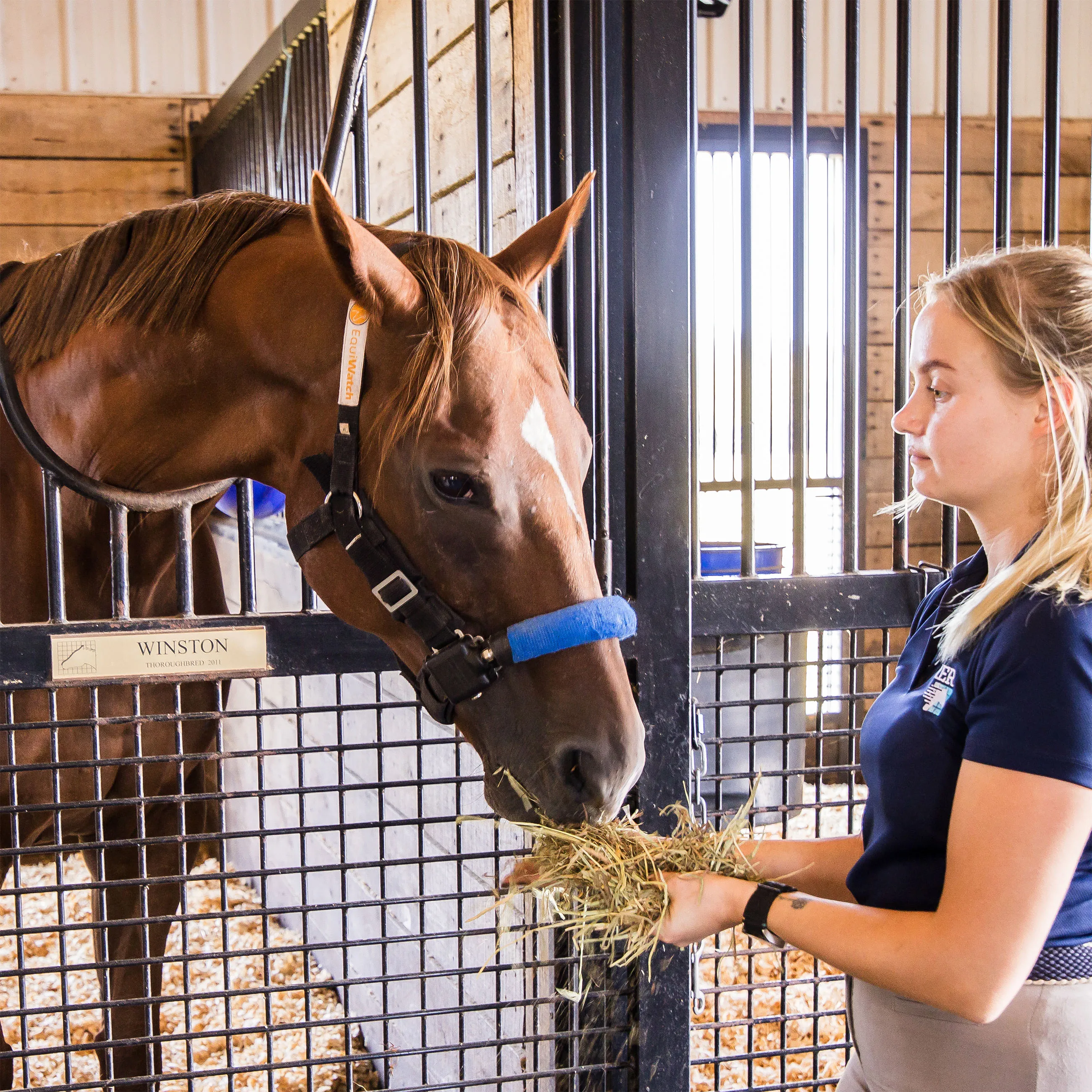 Woman feeding hay to a brown horse named Winston inside a stable.