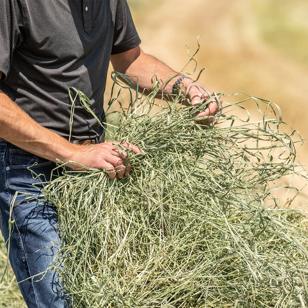 Person wearing a black shirt and jeans holding a large bundle of dried grass or hay outdoors.