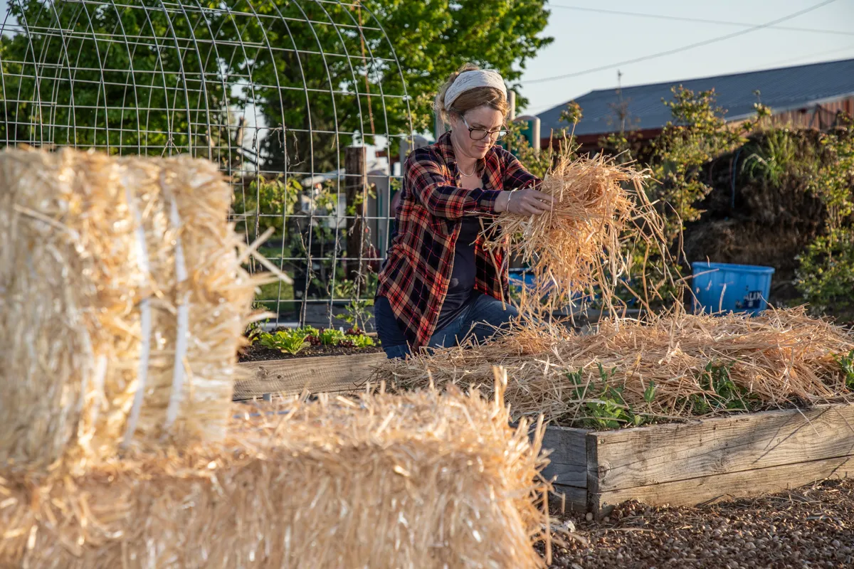 Certified wheat straw mulch spread over a garden bed to control weeds, retain moisture, and improve soil health.