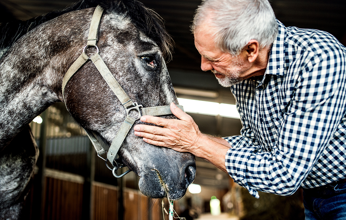 Feeding a Horse with Metabolic Issues