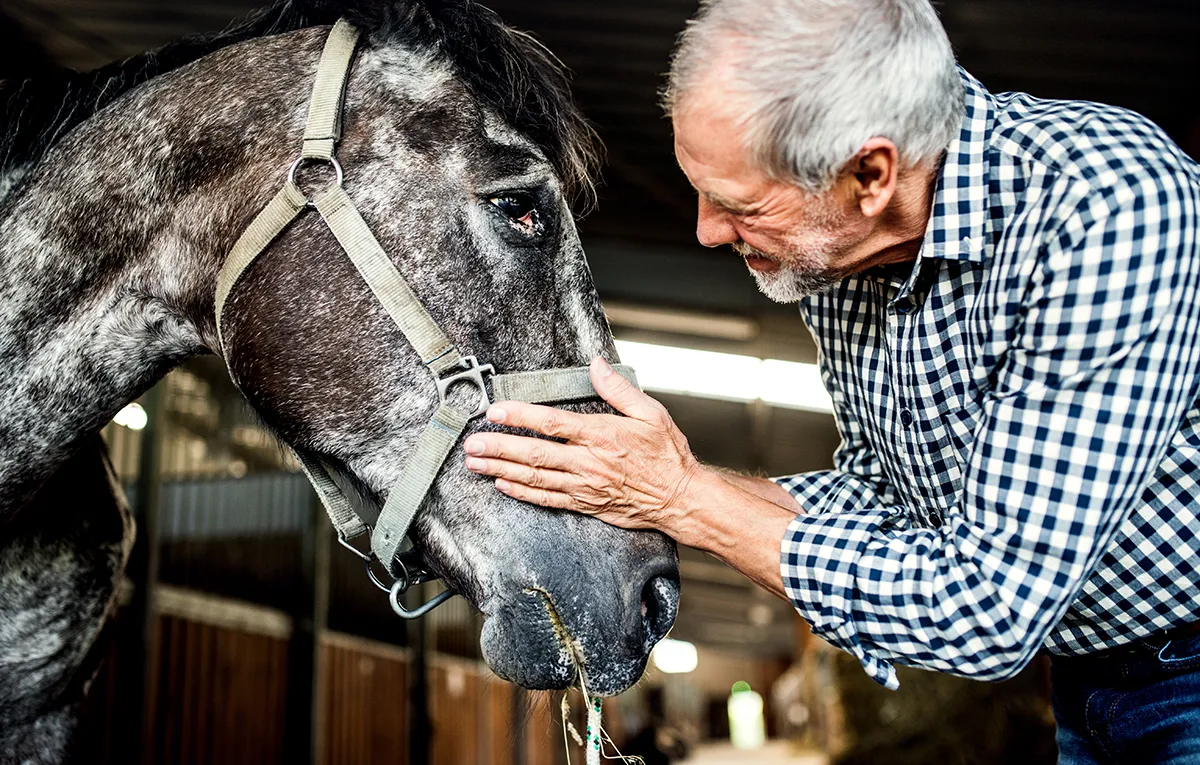 Feeding a Horse with Metabolic Issues