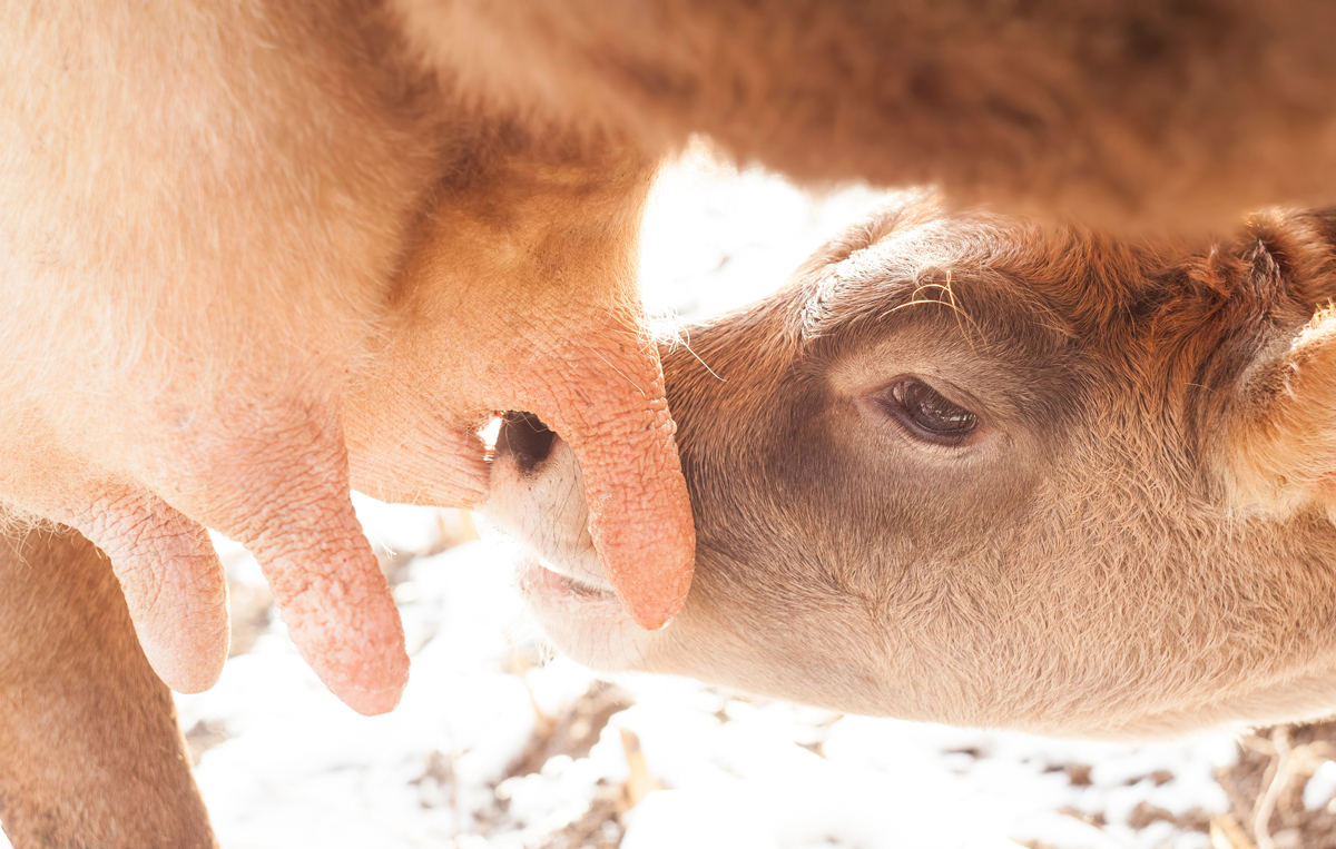 Close up of newborn calf nursing cow, highlighting early lactation and colostrum intake