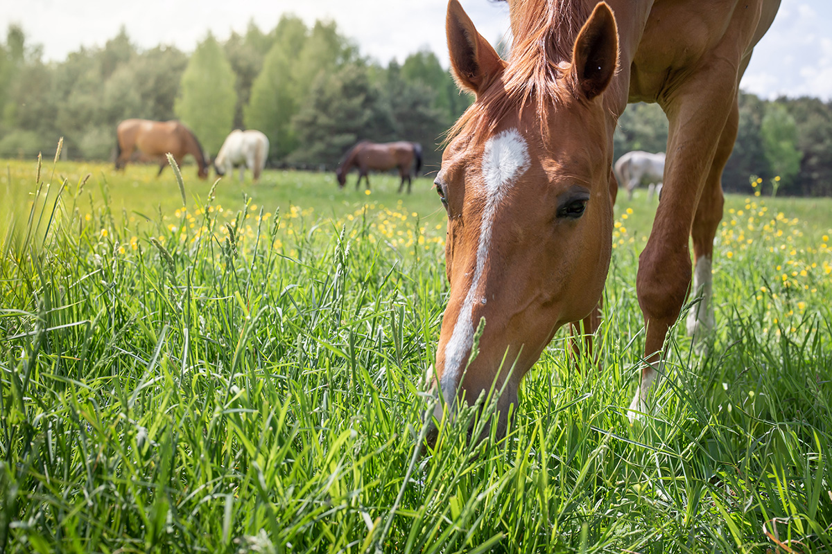 Horse Grazing Spring Pasture Grass