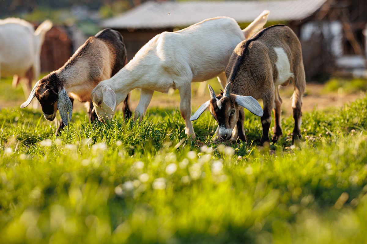 Goats Grazing in a Pasture
