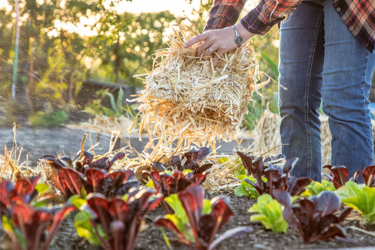 Using Straw in your Garden as Mulch for better soil and growth.