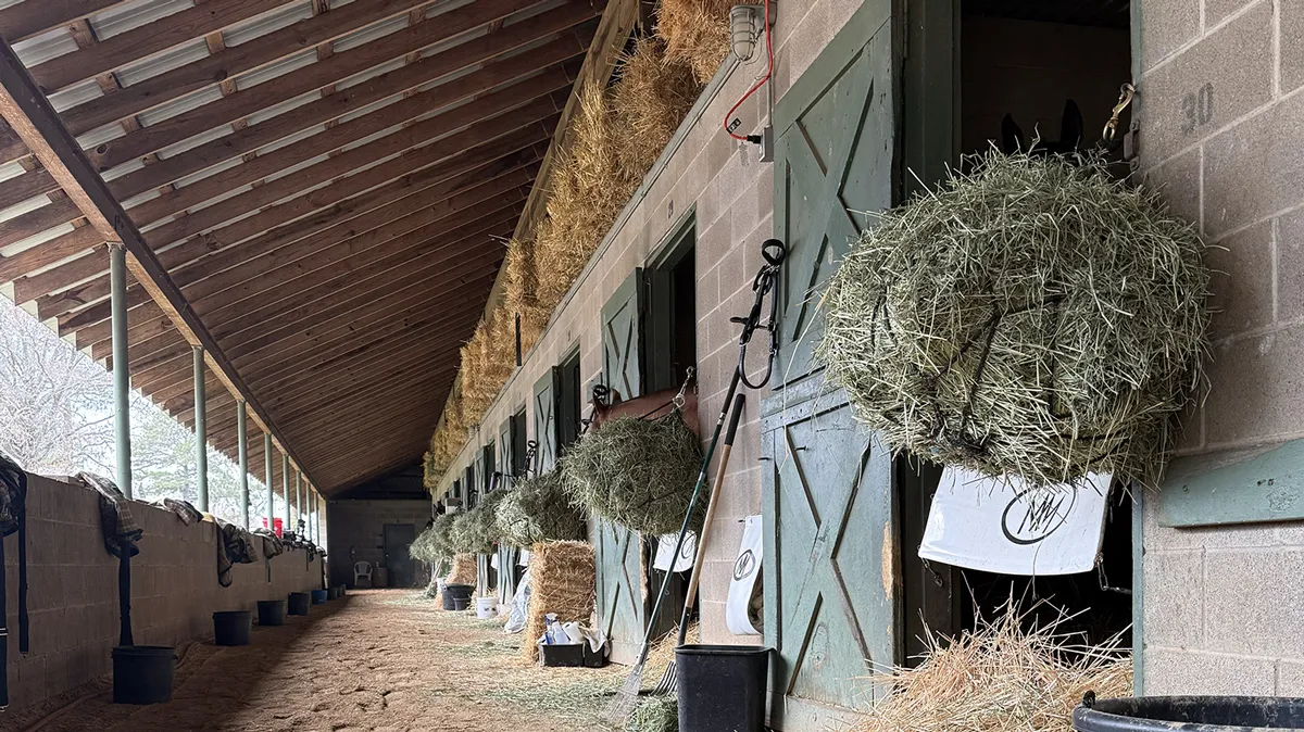Racehorses Eating Anderson Timothy Hay at Oaklawn Racetrack in Arkansas