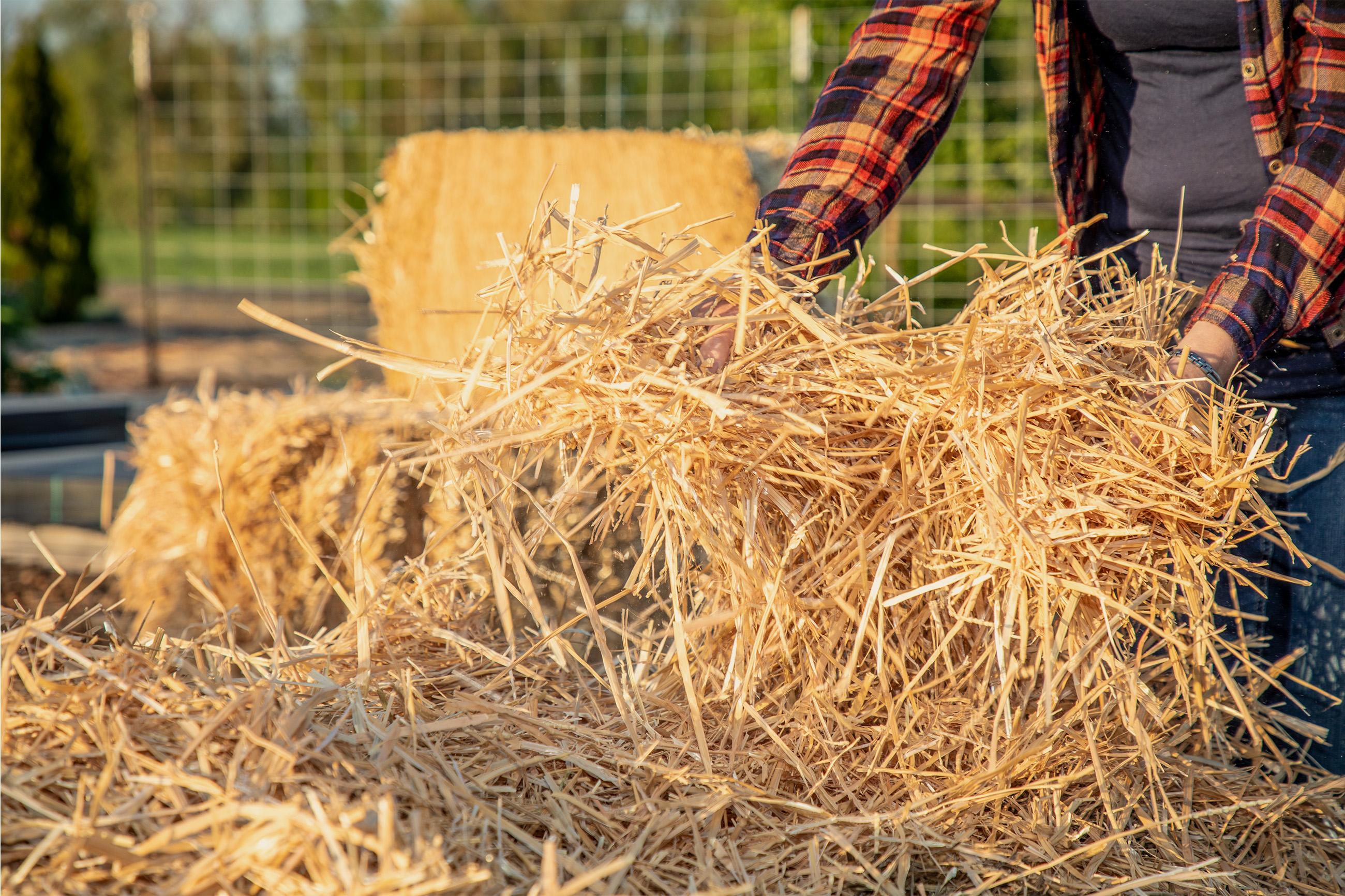 A person grabbing a handful of wheat straw out of a pile