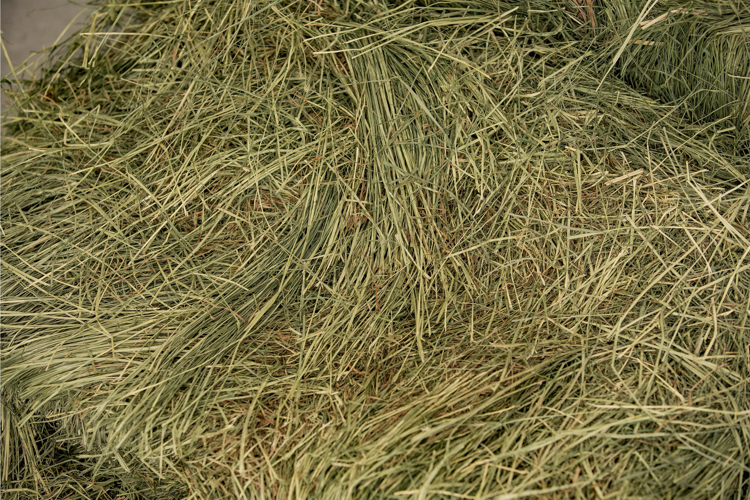 a pile of green teff grass