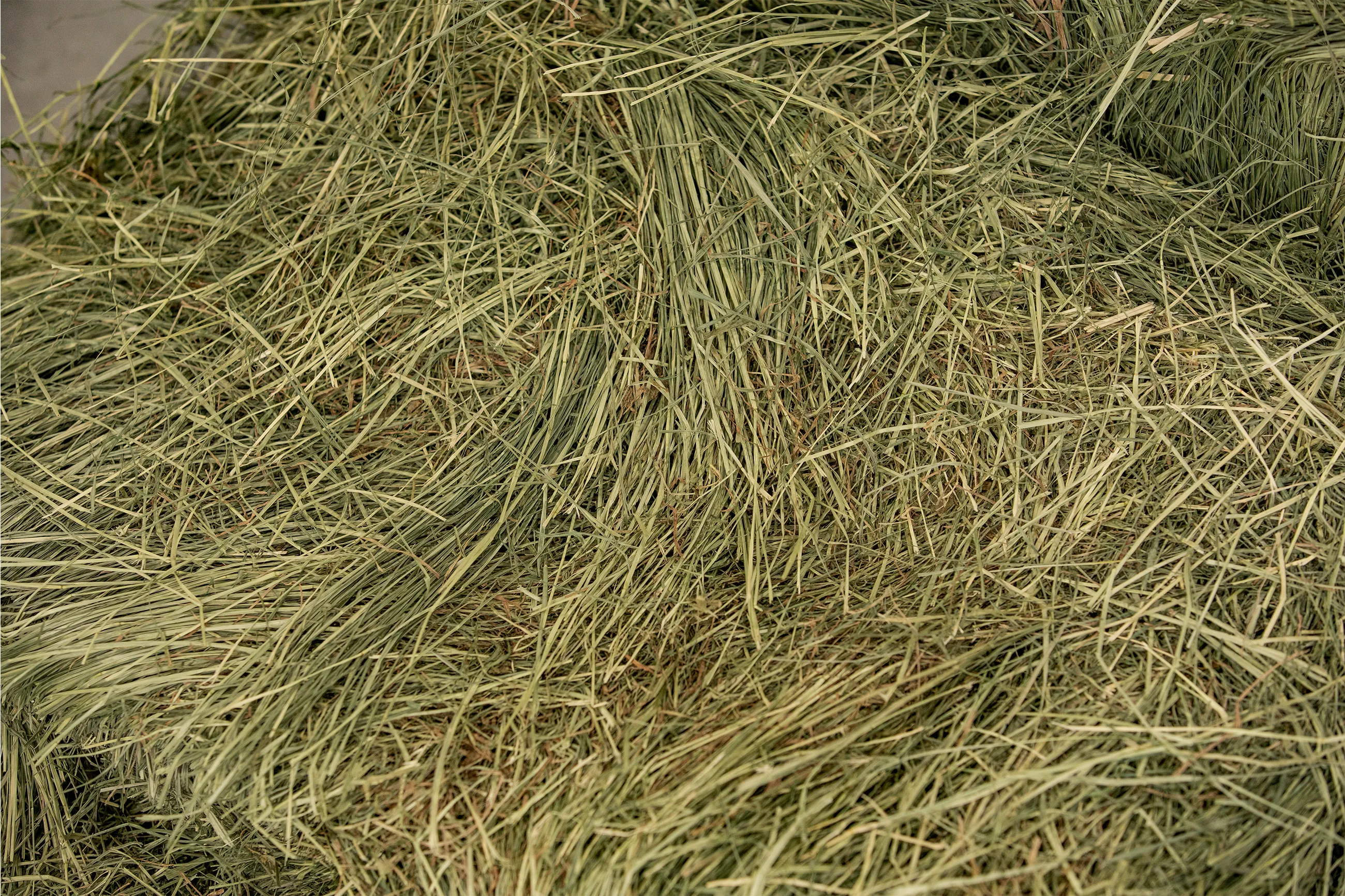 a pile of green teff grass
