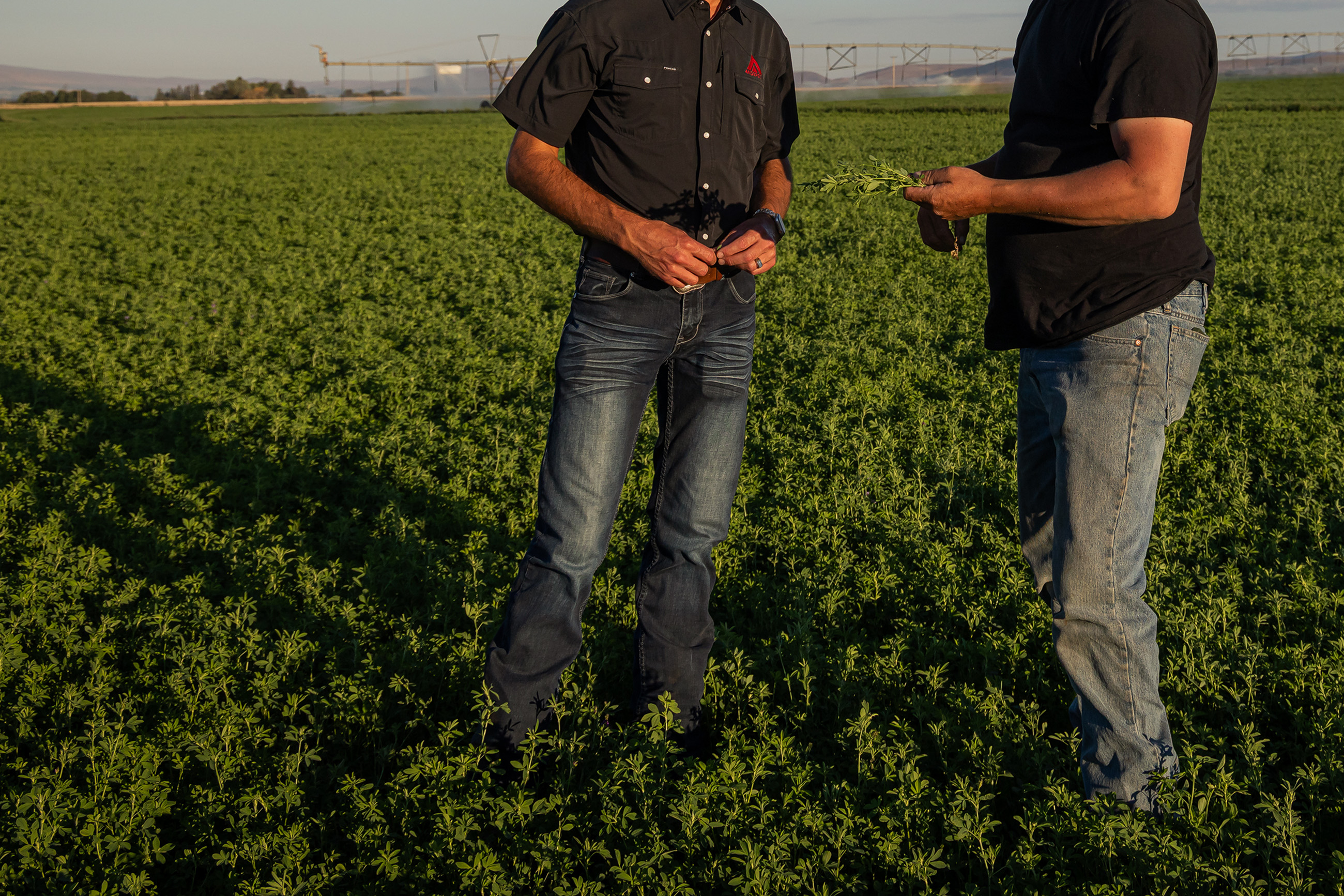 Two workers talking in a field of grass
