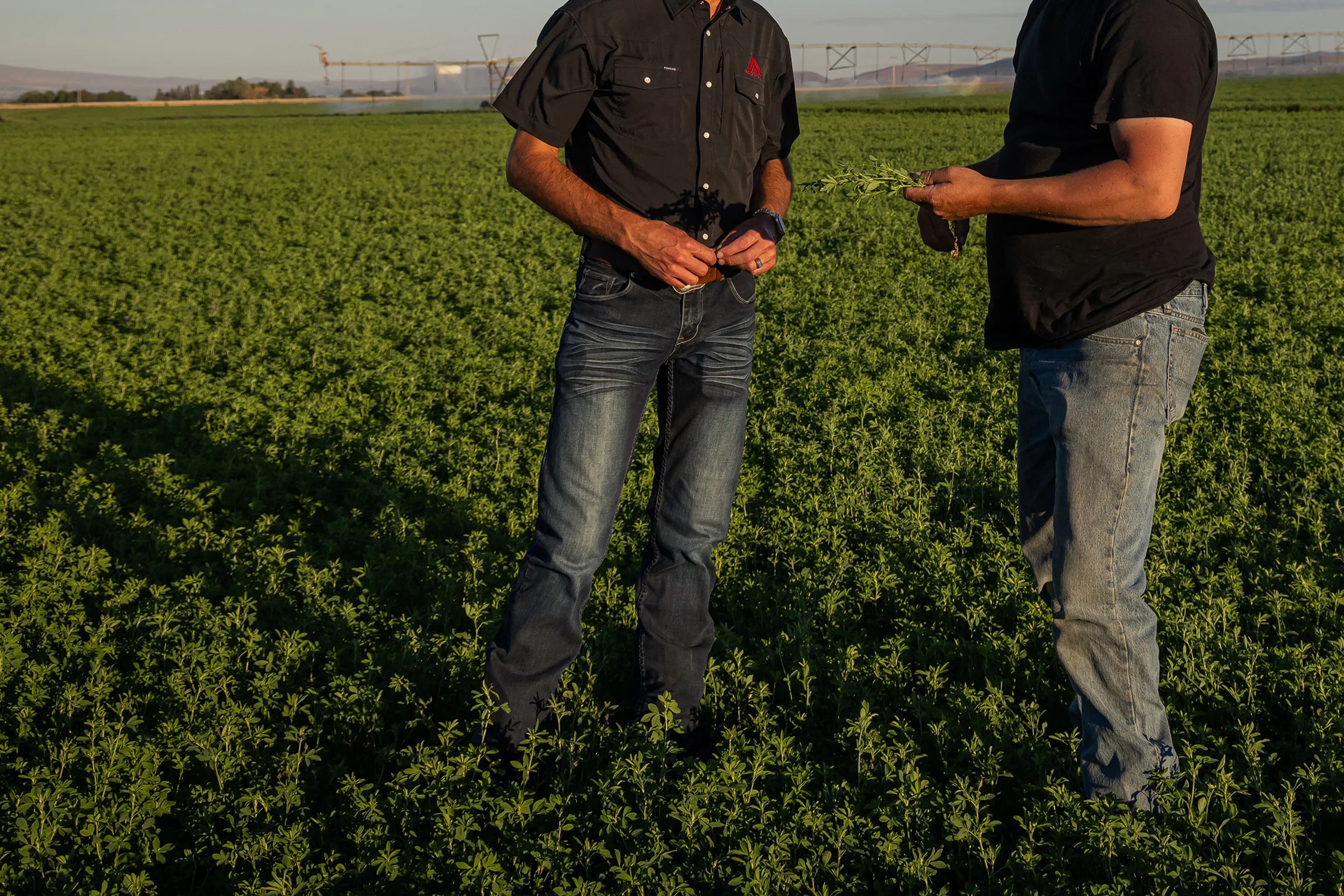 Two workers talking in a field of grass