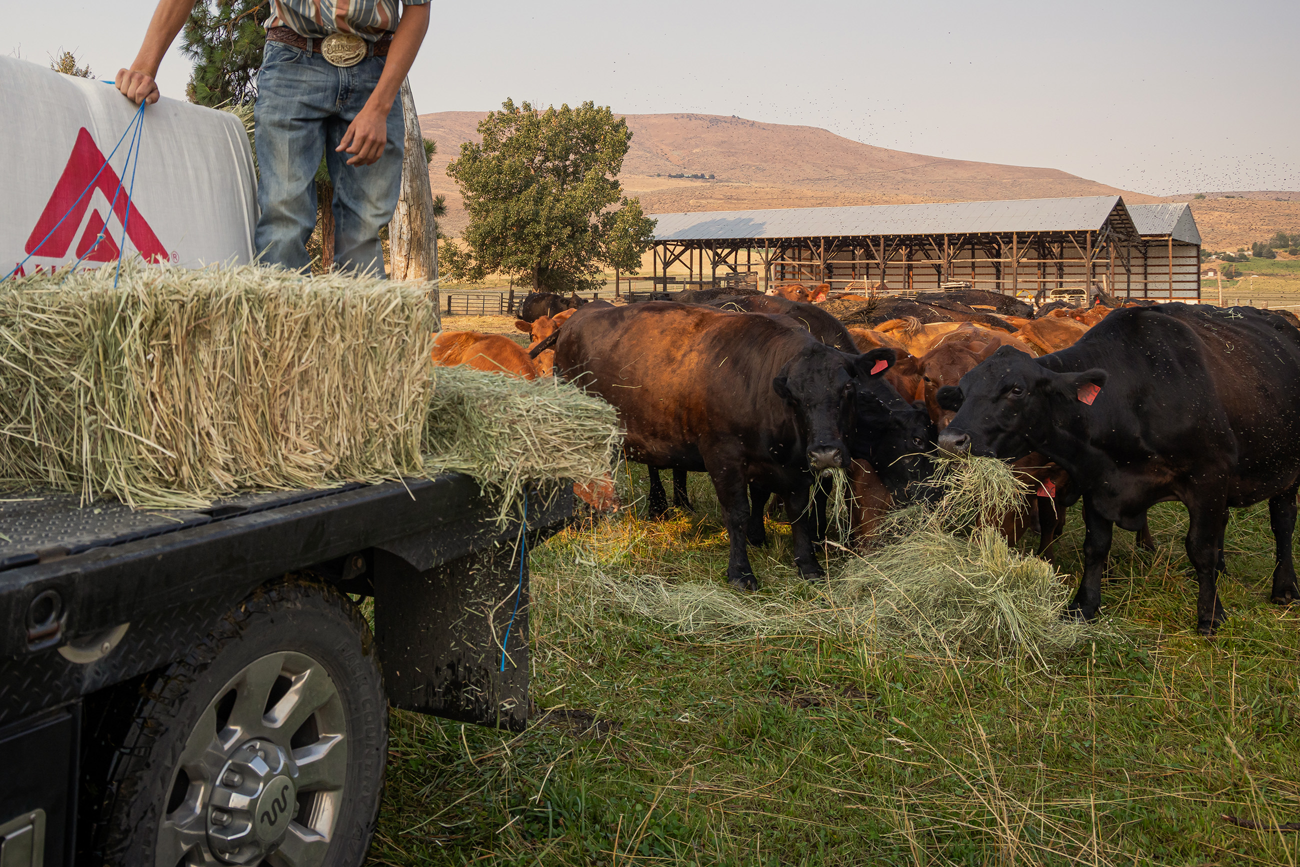 Hay being tossed off a truck bed to feed a herd of cows.