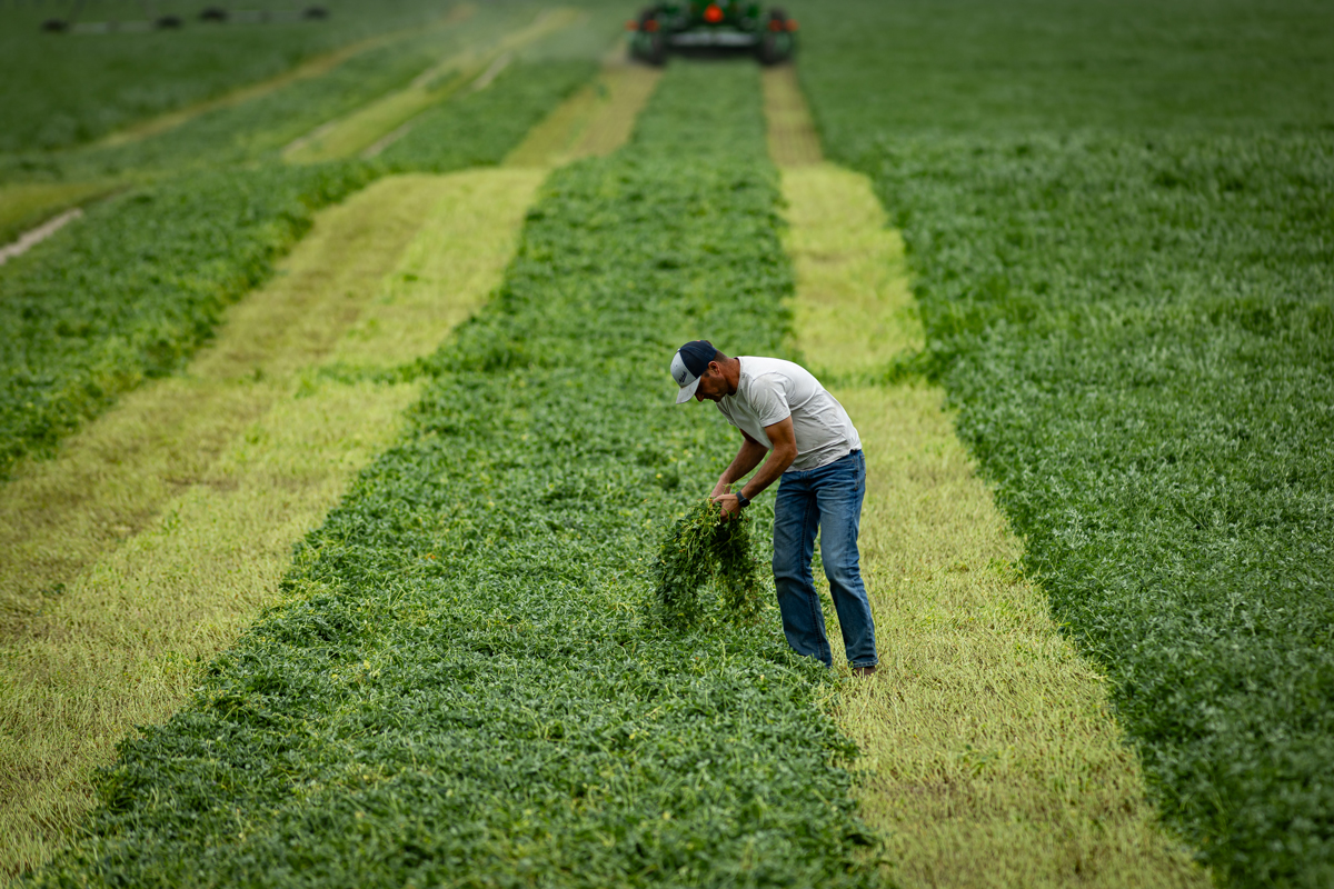 Fresh cut alfalfa hay field during harvest, with a farmer inspecting the quality and moisture of the forage in freshly cut windrows before baling.