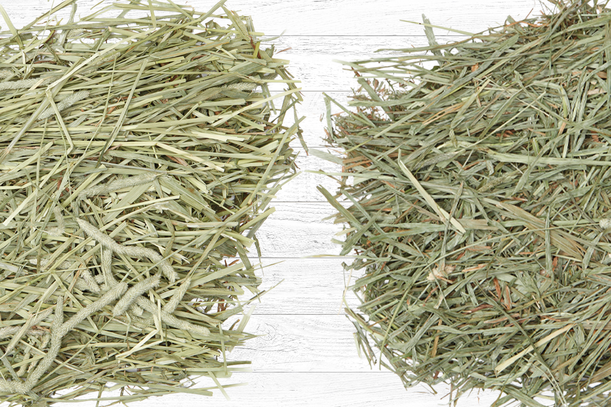 First Cutting Timothy Hay compared to second cutting timothy hay