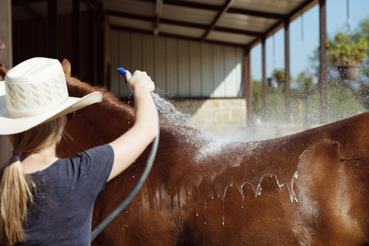 Cooling down a horse by running constant water over their body.