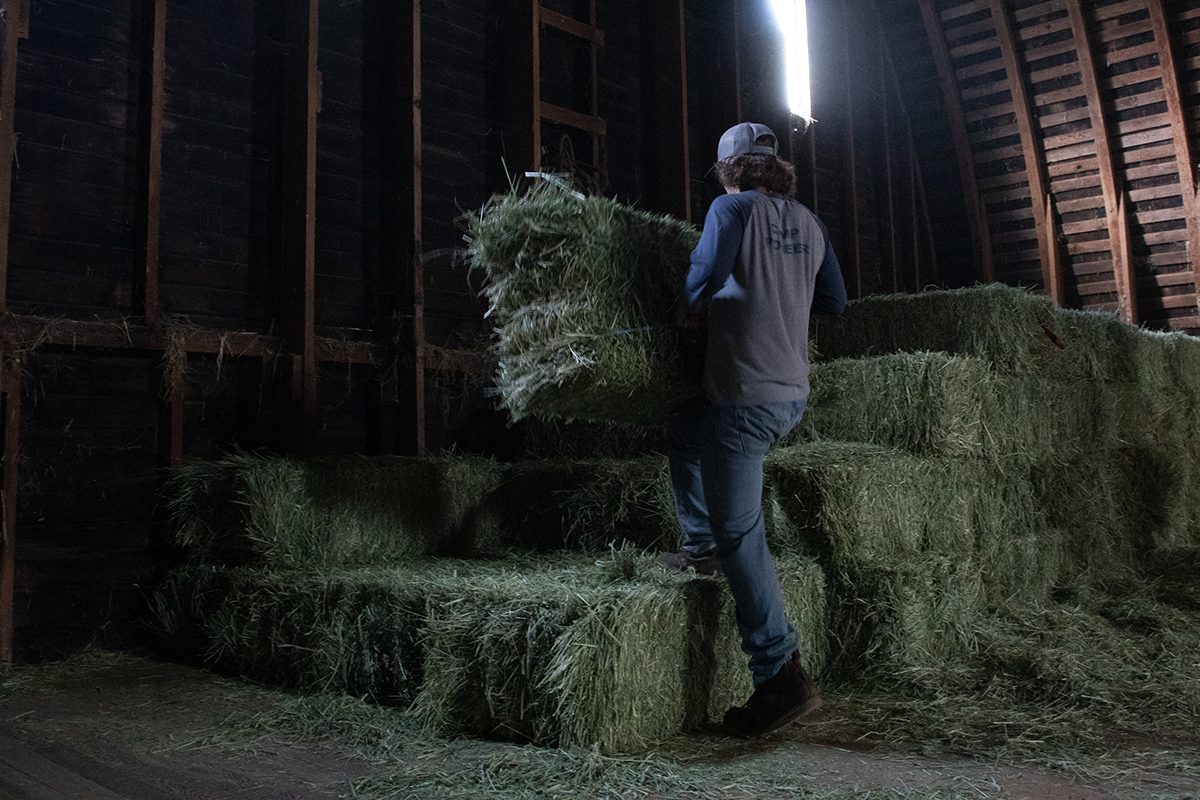 Stacking Hay in the barn for winter feeding.