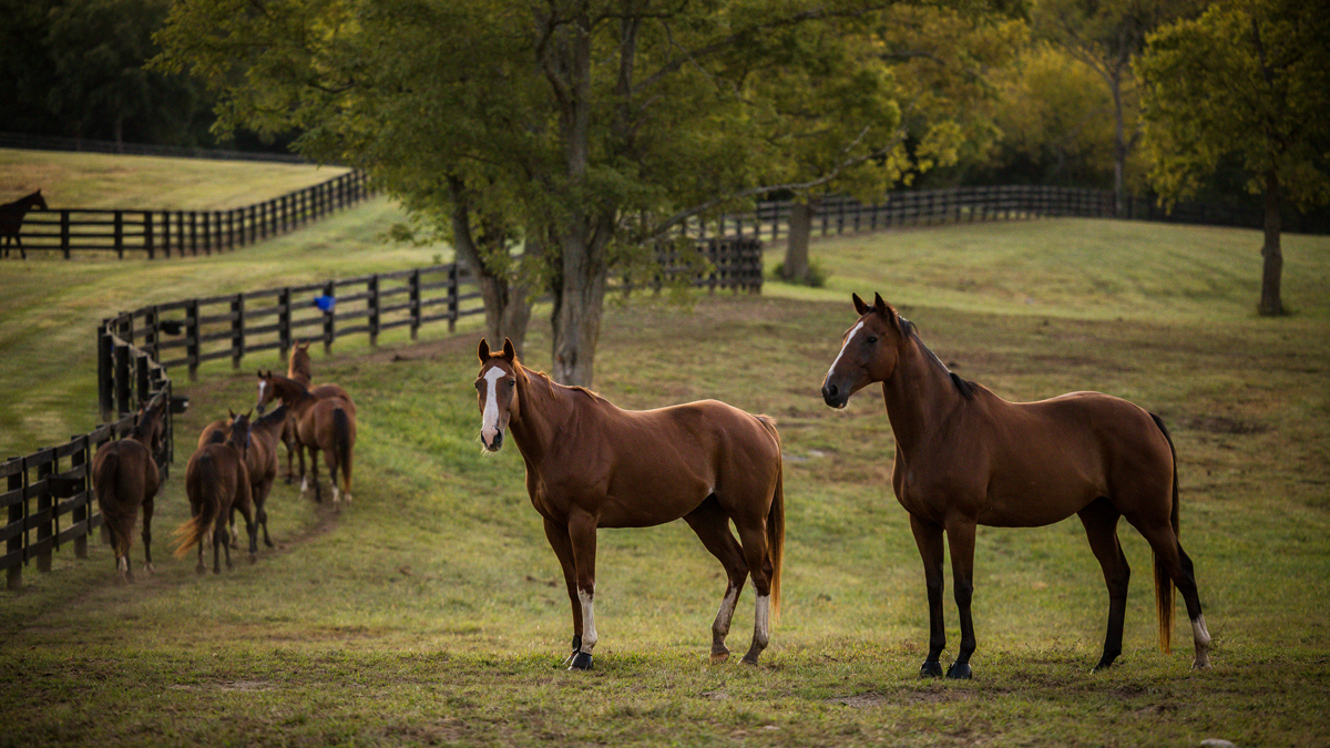 Horses standing and moving together in a fenced pasture during turnout