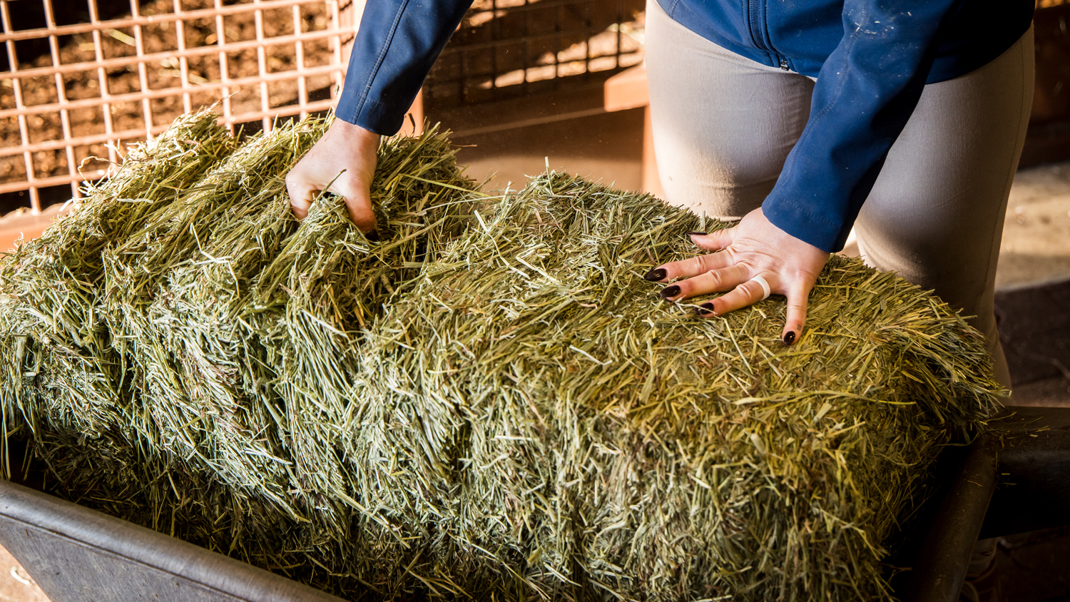 Pulling off a flake of premium anderson hay to feed horses.