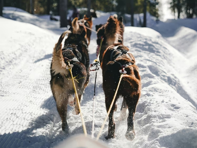 Balade en chiens de traîneaux près des Roches du Mont-Blanc, vacances d’hiver dans les Alpes.