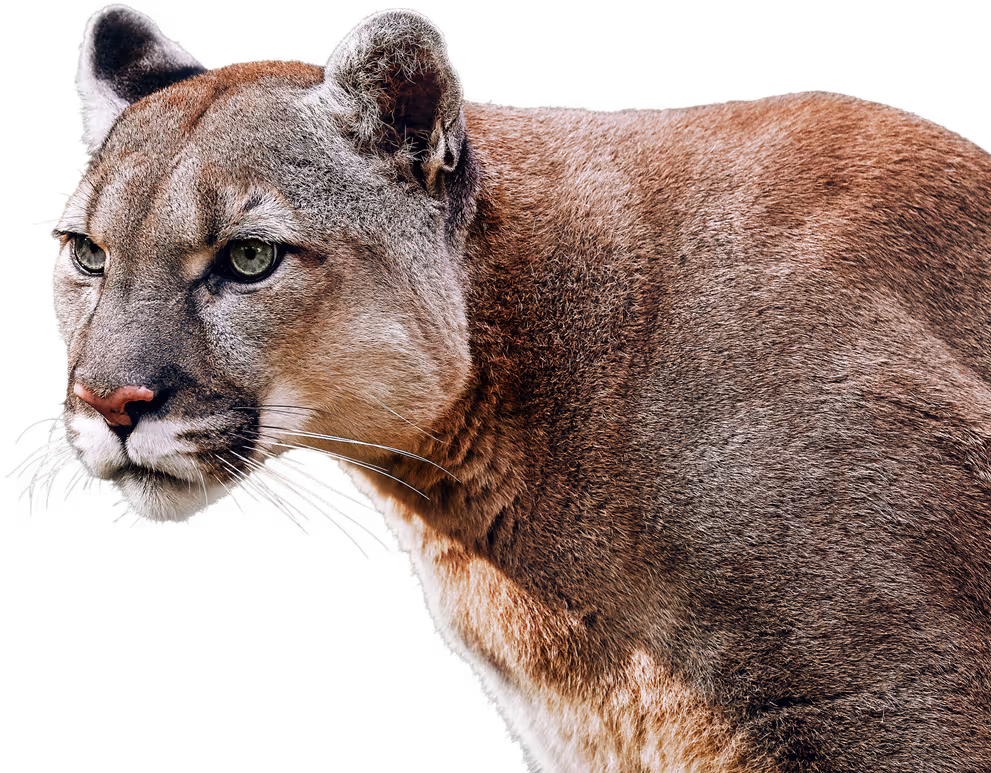 A puma representing confidence and determination in legal advocacy