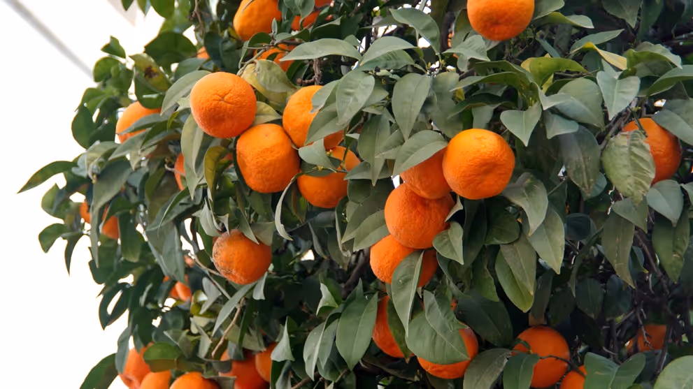 Citrus Heights landscape