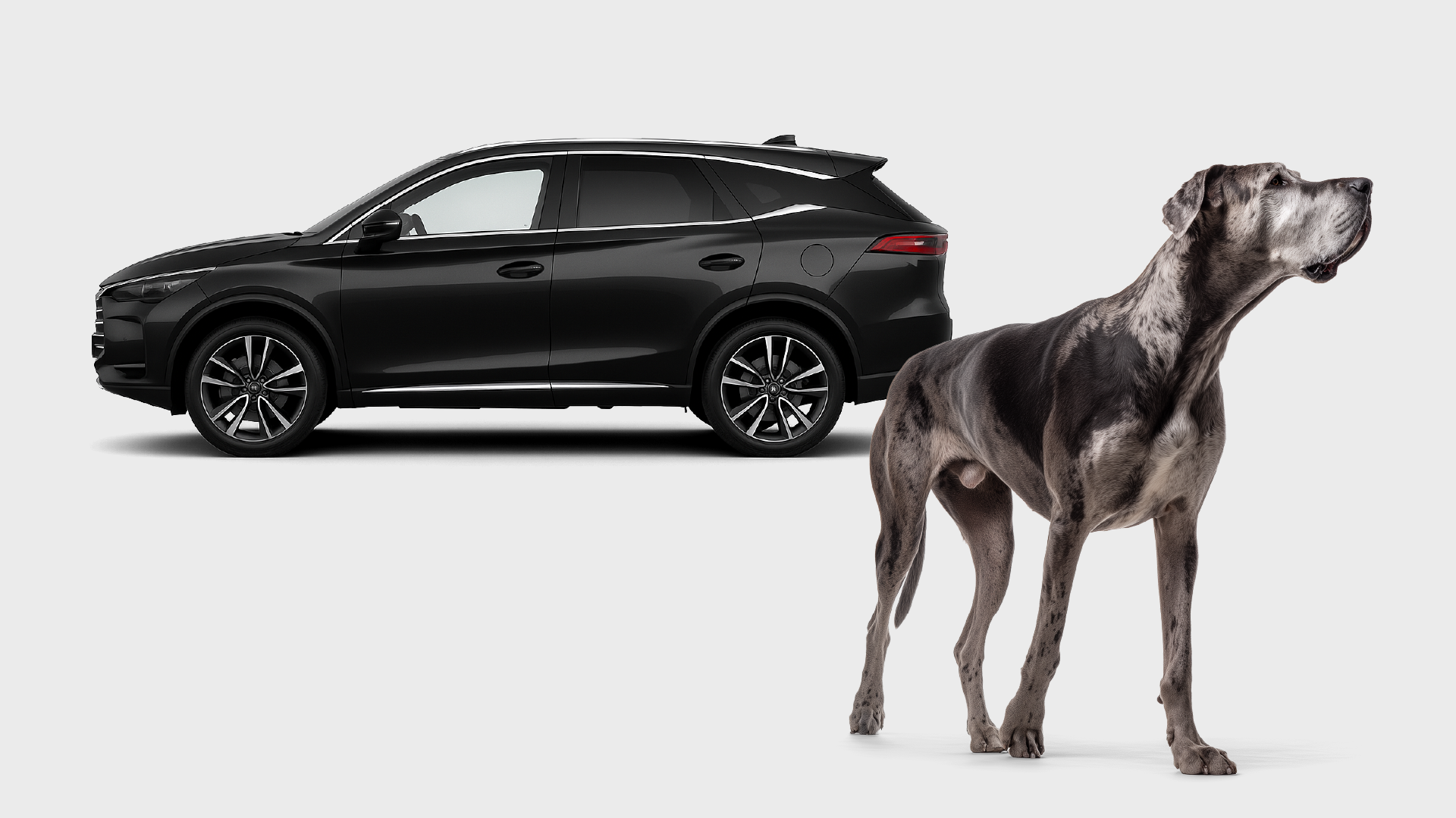 Best UK Cars for Big Dog Owners (With Boot Space Dimensions)
