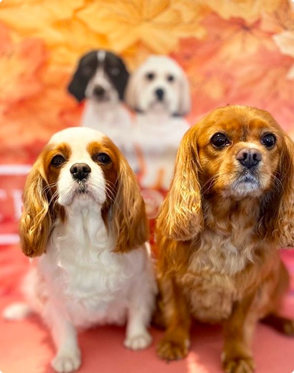 The Dog Spa by Anna