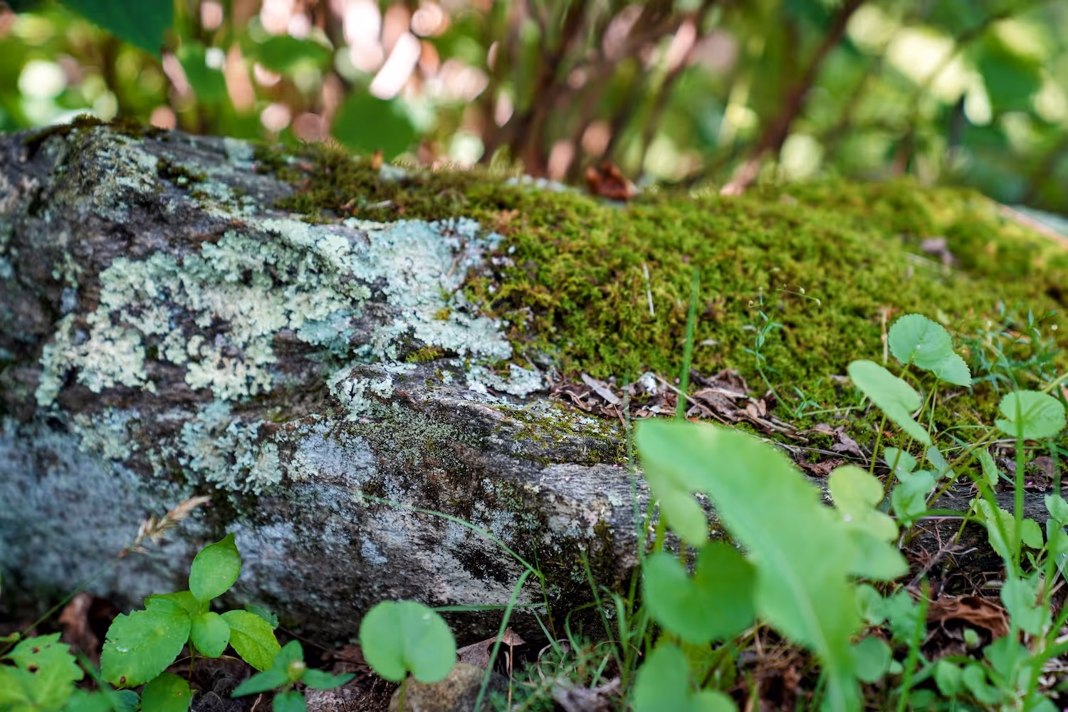 leaves and rock
