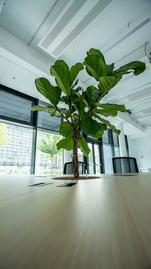 Pianta grande con foglie verdi che cresce al centro di un tavolo in una sala riunioni luminosa con finestre ampie.