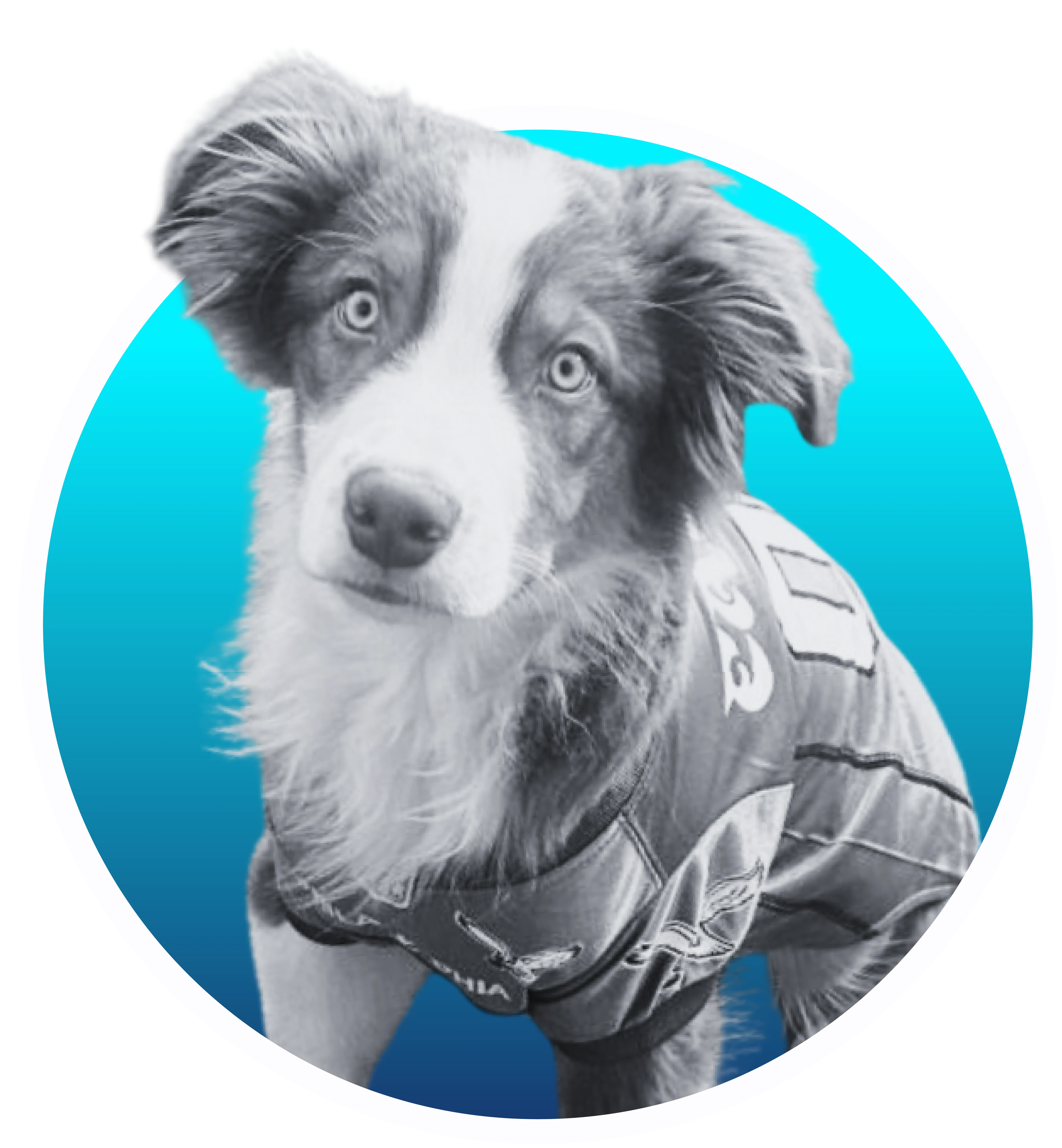 A headshot of an Aussie shepherd with a blue gradient background.
