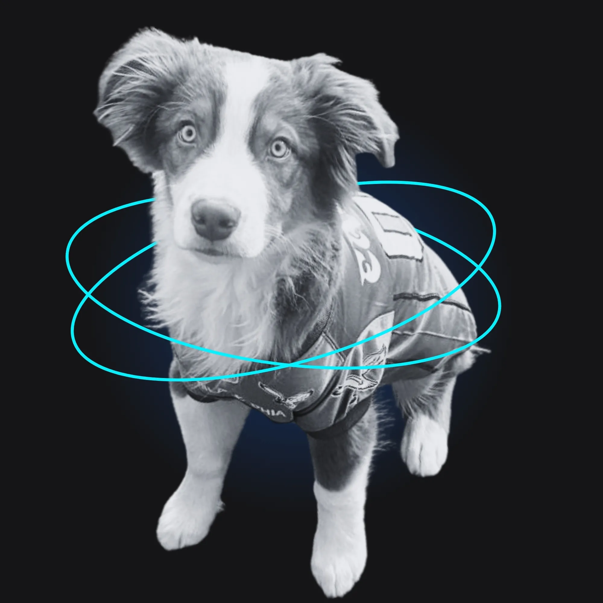 A picture of a happy Aussie shepherd with ring graphics around him.