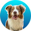 Photo of Ani Scher, a happy Aussie shepherd with a blue gradient background.