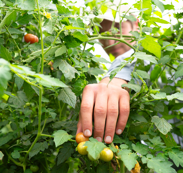Reaching through tomato plant to check tomato ripeness