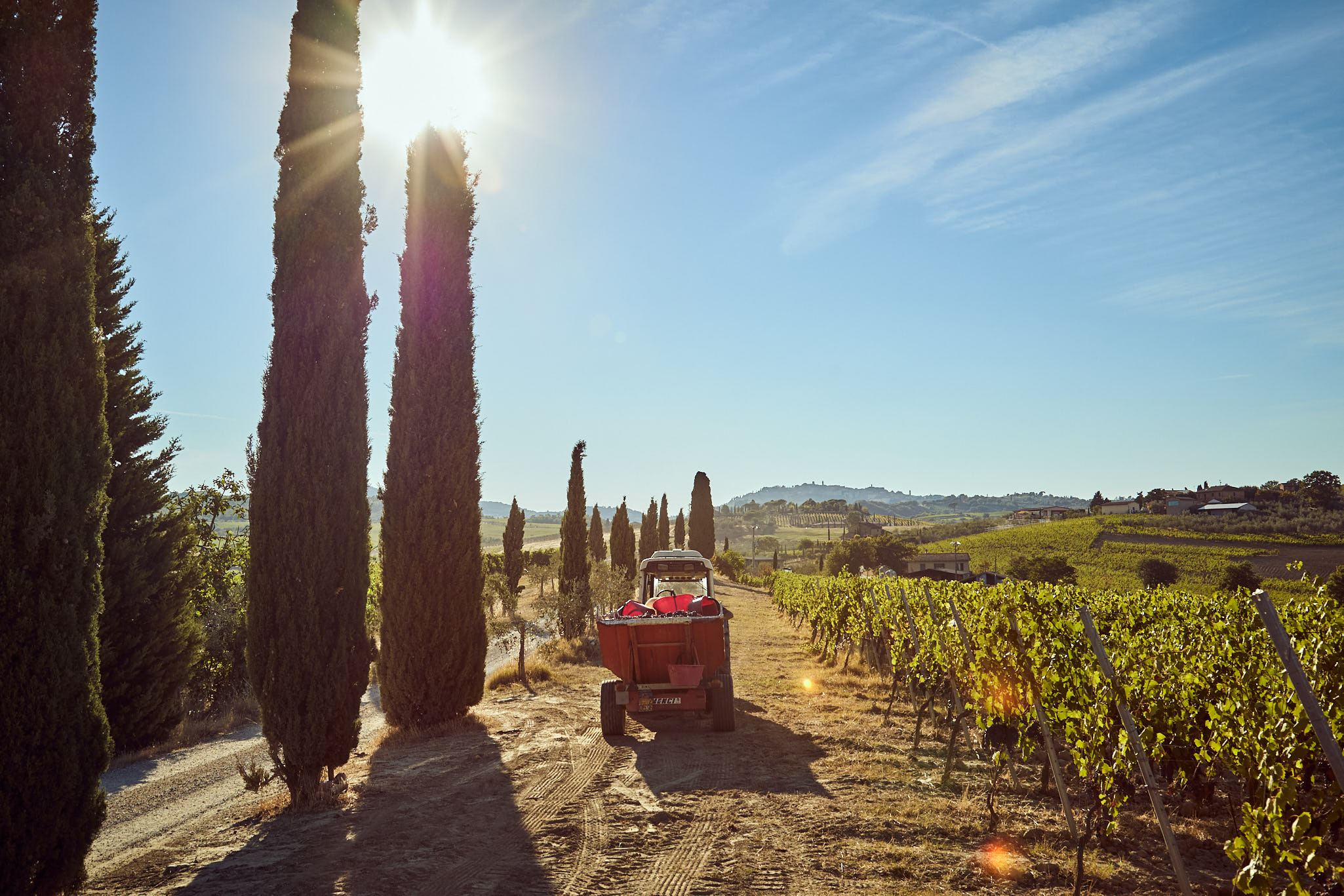 Work in the vineyard of Tenuta Golo during harvest near Montepulciano.
