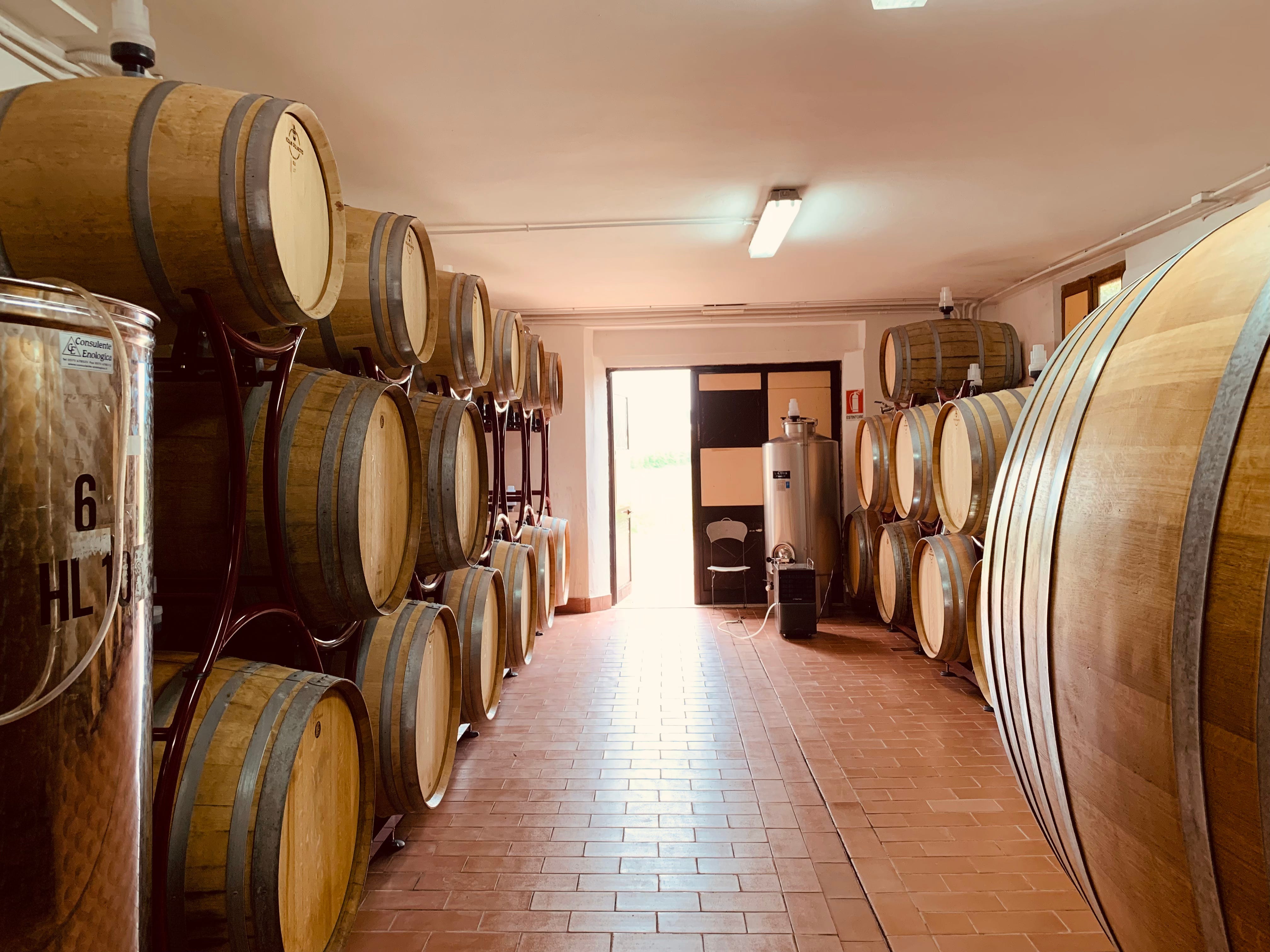 The cellar is ready for harvest at Tenuta Golo