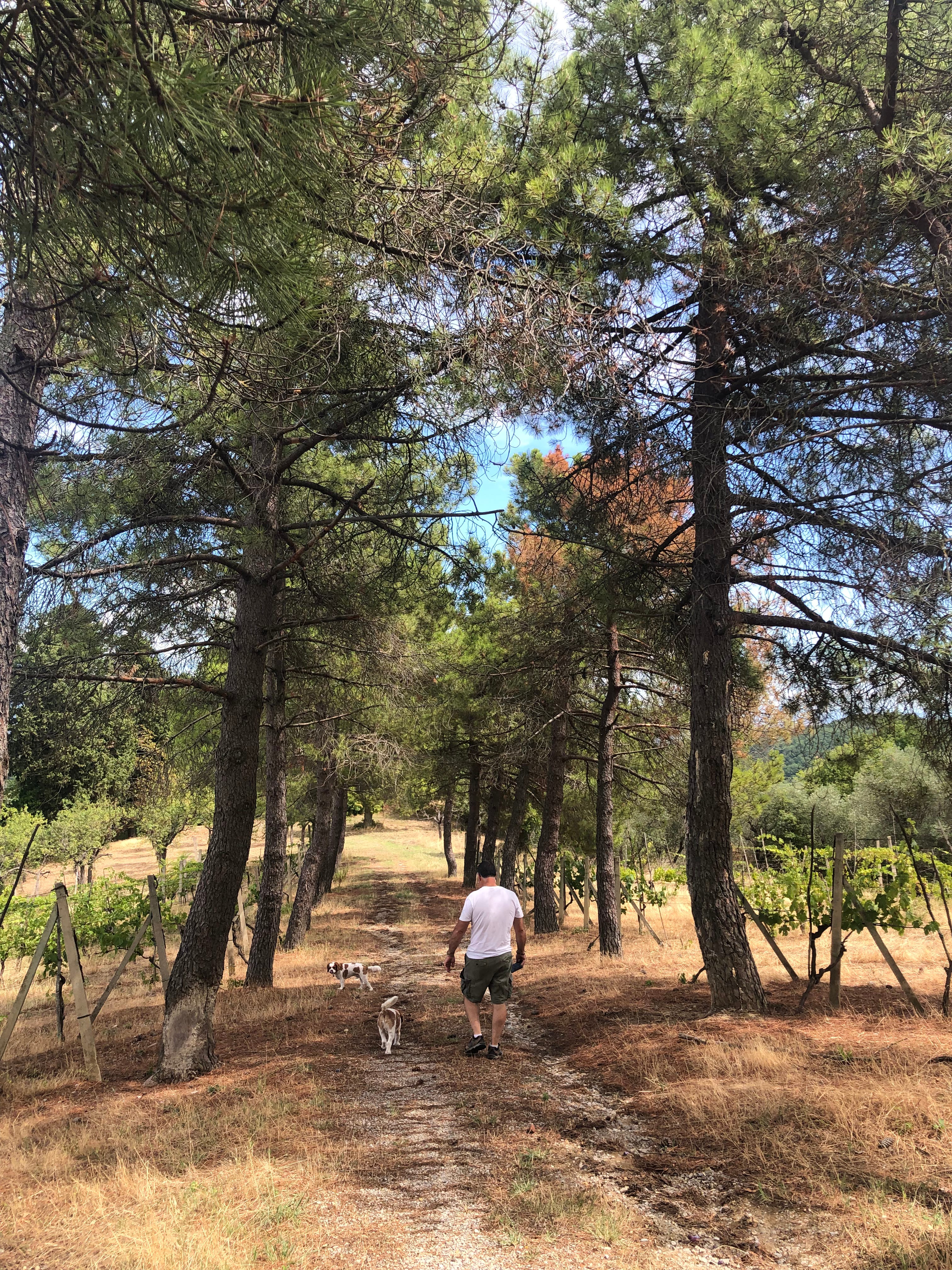 A person walks two dogs along a quiet gravel path lined with tall pine trees and grapevines, surrounded by a sunlit Italian countryside landscape.