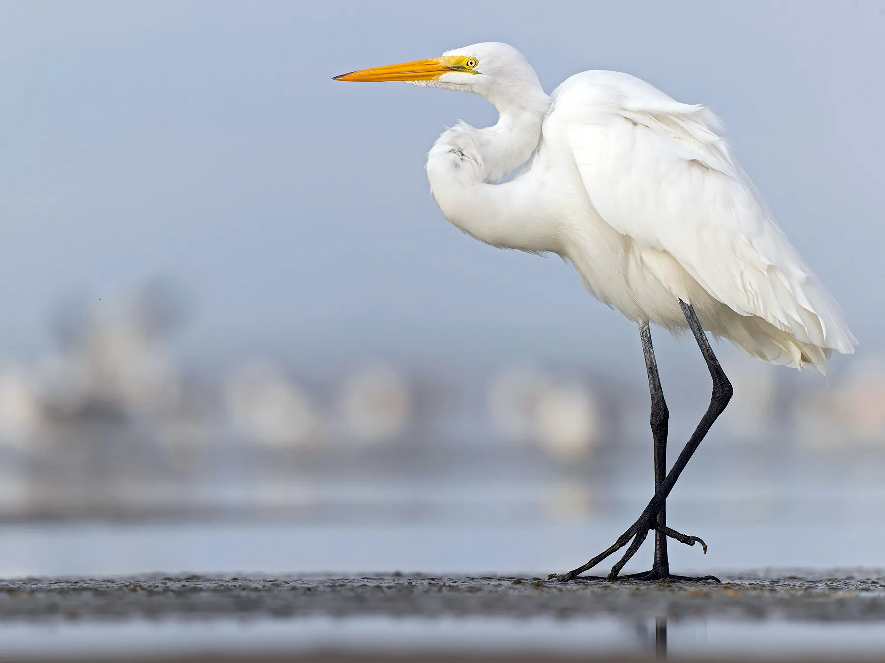 Bird Watching in the Florida Keys: A Paradise for Bird Lovers