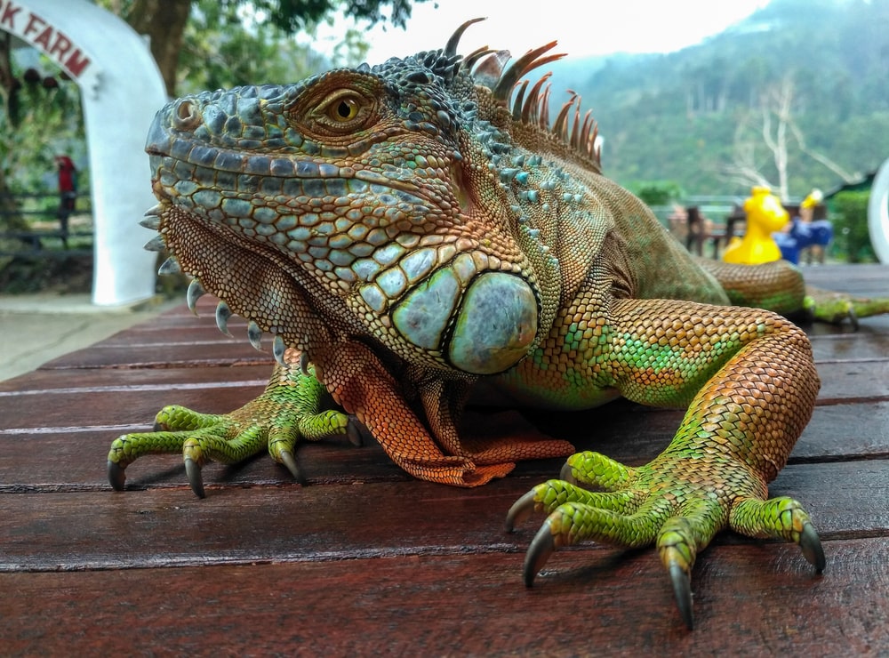 Green Iguanas in the Everglades: Colorful Invaders of the Florida Wild