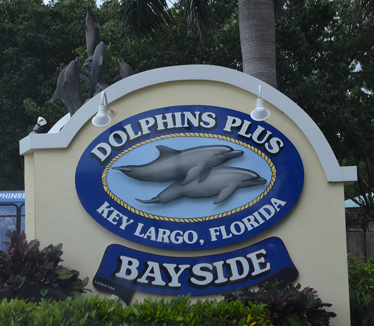 Dolphins Plus Bayside: Where Marine Magic Meets Eco Adventure